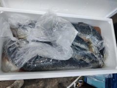 食品進口標簽新規定導致清關放緩,冰鮮三文魚到貨積壓遭嚴重損耗！