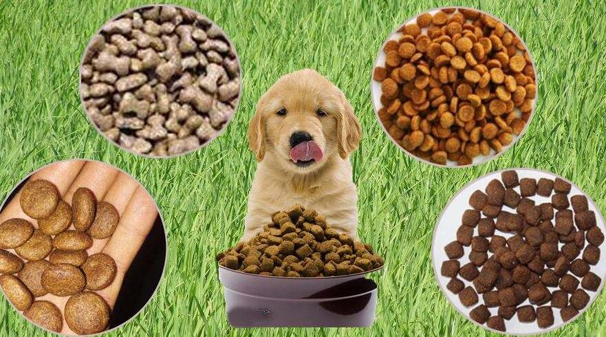 寵物食品進口需要許可證嗎?（寵物食品進口許可證）